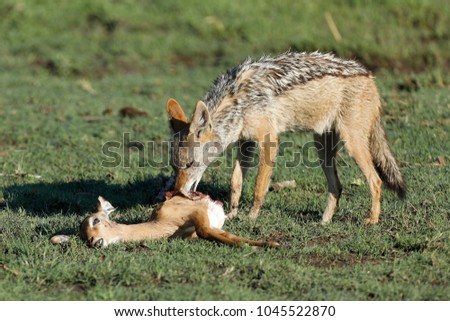 Black backed jackal eating a baby impala.