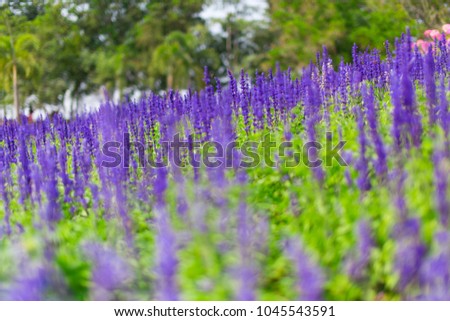 Lavender flowers blooming. Purple field flowers background. Beautiful image of lavender field for natural background in Thailand. Horizontal shot.