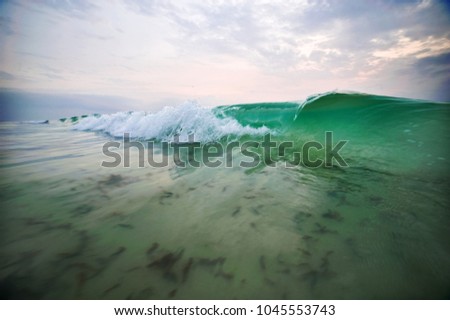 turquoise sea wave with seaweed