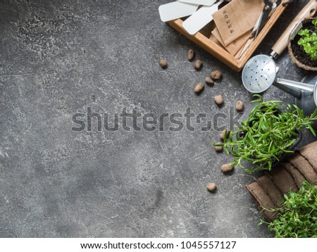 Seedlings of herbs - basil, rosemary, thyme and various garden tools on a gray background. Garden concept. Open space. Top view
