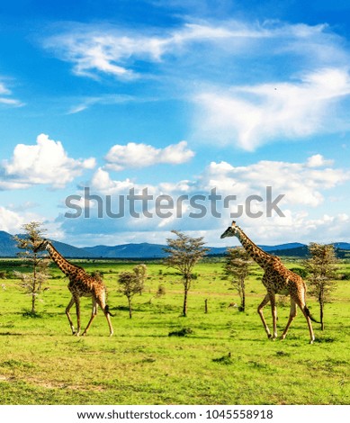 Groupe of giraffes walking in african  savannah in Masai Mara national reserve