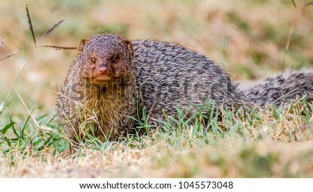 The mongoose is a long, furry creature with a legendary reputation as a ferocious snake fighter.