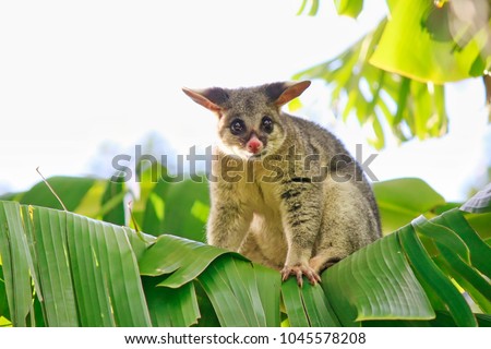 Common Brushtail Possum On Banana Tree, Brisbane, Australia