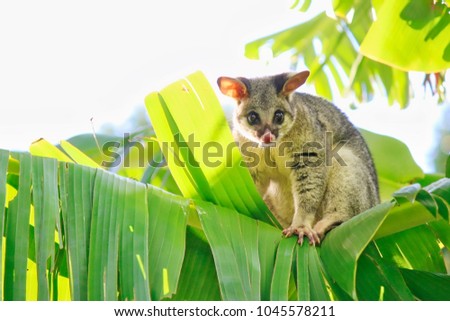 Common Brushtail Possum On Banana Tree, Brisbane, Australia