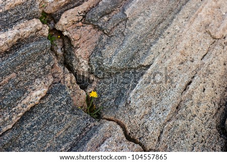 Wildflowers in a rock crevice Royalty-Free Stock Photo #104557865