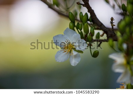 Ochna Integerima White Flower. Royalty high quality free stock image of Ochna Integerima White Flower. Ochna is symbol of Vietnamese traditional lunar New Year together with peach flower.