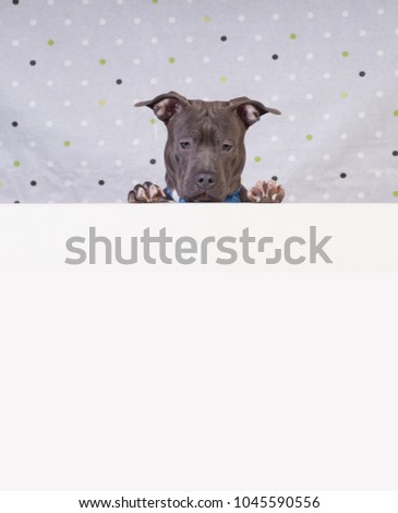 Staffordshire terrier potrait at studio with white copy space downside