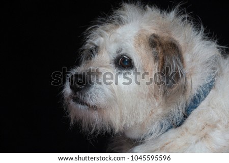 Portrait of a mixed breed dog in the studio in front of black background
