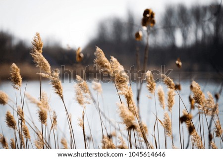 Picture of plants in front of blue lake