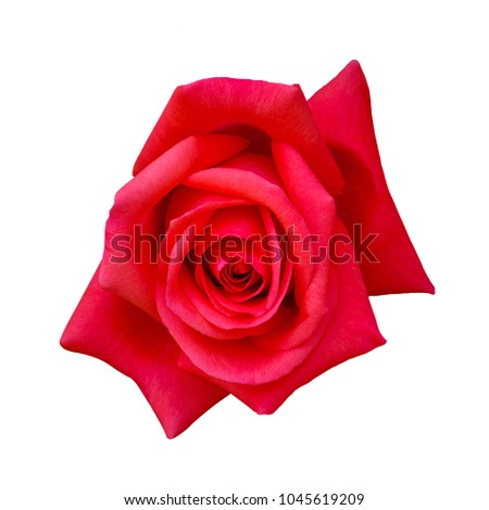 Beautiful Red Rose Flower Isolated On White Background, Flower For Lover And Wedding