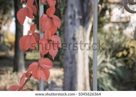 fade coloured ivy on a gate