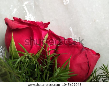 roses bouquet on white background
