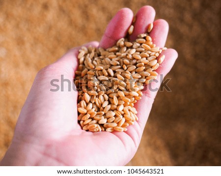 Female hand holding wheat grains on wheat grains background for business.