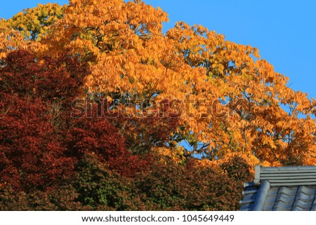 fall season in Tofukuji Temple japan