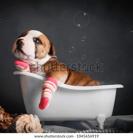 the puppy is bathing in the bathroom