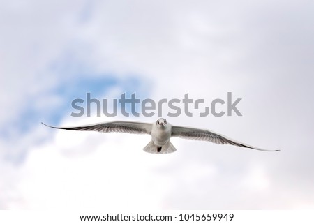 Flying Seagull With Cloudy Sky Background