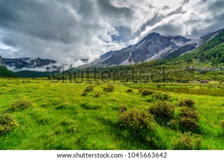 Large green lawn covered with yellow and white flowers, and all around stand high mountains in snow and beautiful sky on a summer day.  