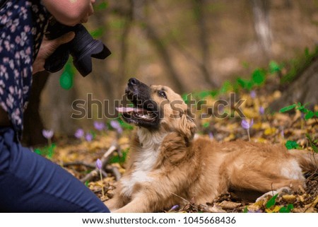 Happy dog laying on ground in forest and photographed by its owner during autumn. Colorful flowers and fallen leaves all around