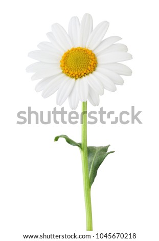 Beautiful Daisy (Marguerite) isolated on white background, including clipping path. Germany