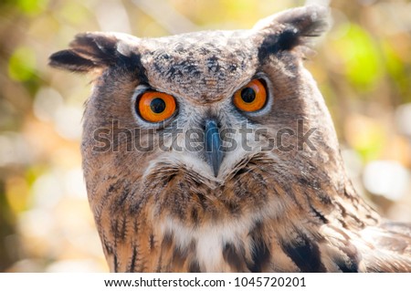 Eruasian Eagle Owl close up head shot with bright orange eyes.