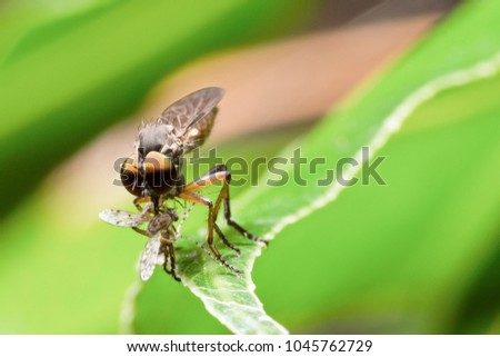 Juvenile robber fly or assassin fly from the asilidae family with it's prey.