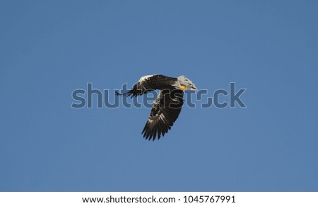 Steller's sea eagle beautiful flight