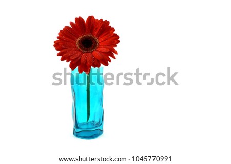 Red gerbera flower stock images. Red gerbera flower on a white background. Red gerbera in blue vase. Beautiful red gerbera daisy