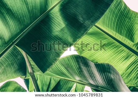 tropical banana palm leaf texture for background, sunlight from back