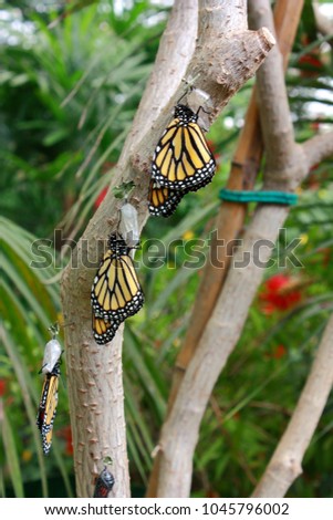 A woodland scene with the beautiful Danaus Plexippus on the branches of a tree