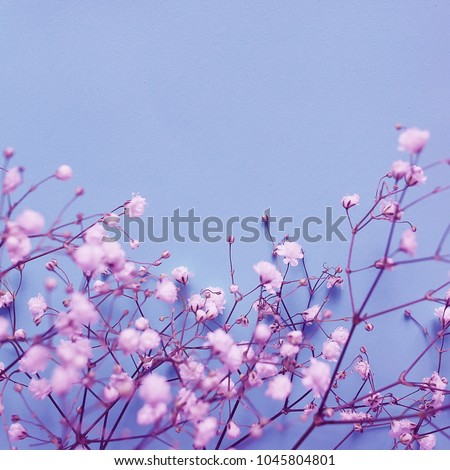 Little white beautiful flowers, composition on a lilac background. Flowers gypsophila. Copy space