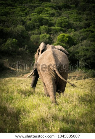 Elephant in Kruger National Park South Africa