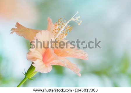 Close up Orange Hibiscus Flower in soft focus on natural bokeh background. Hibiscus Flower in soft focus.