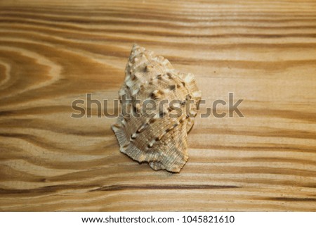 shell isolated on a wooden background