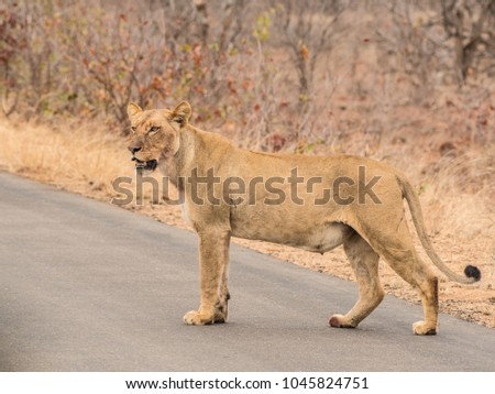 Beautifull animal's pic in Kruger National Park