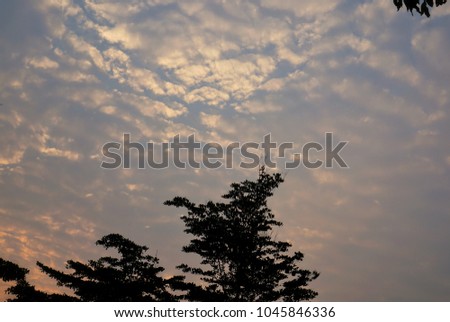 Tree silhouette on sky as twilight times. beautiful nature blue sky with trees, Branch on sky background. Sunset sky background, pictured from Space for text in template. 
