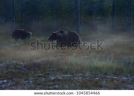 Wildflife photo of large brown bear (Ursus arctos) in the early evening in his natural environment in northern Finland - Scandinavia in autumn forest, lake and colorful grass	