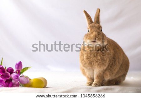 Tan and Rufus colored Easter bunny rabbit makes funny expressions against soft background and tulip flowers, room for text