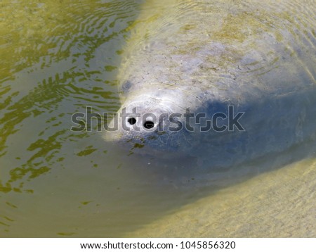 Manatee trying to stay warm