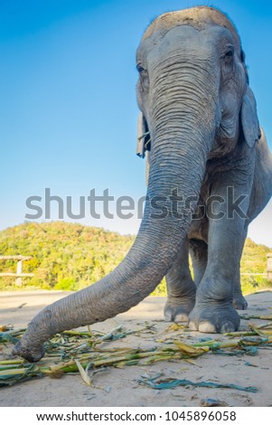 Below view of huge female elephant walking in a Jungle Sanctuary in Chiang Mai during a sunny day with blue sky