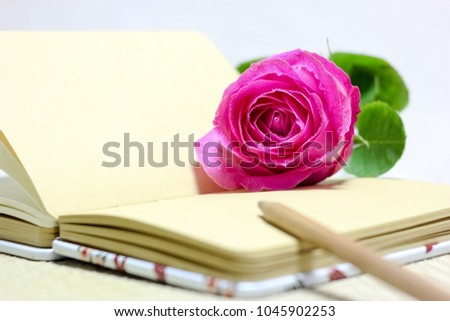 Romantic beautiful roses on white background