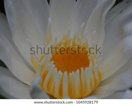 Blooming lotus flower texture closeup 