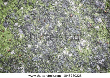 Green moss and grey stone background. Natural realistic texture.