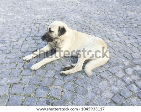 Large white blonde dog lying on the floor