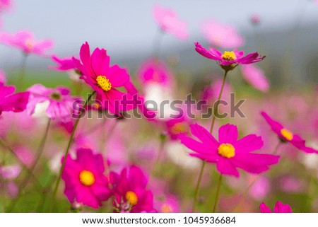 Beautiful pink cosmos flowers in a garden with blurred background under the sunlight, Thailand. Horizontal shot.