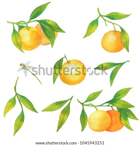 Set with citrus fruit tangerines isolated on white background. Tangerine with branches, green leaves and flower. Watercolor illustration