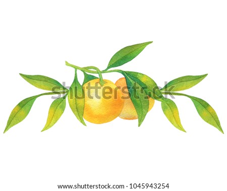 Border with watercolor tangerines and green leaves. Fresh citrus fruit. For design, decoration, print and more