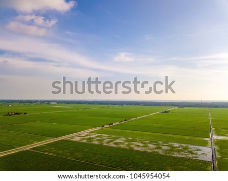 Aerial view of paddy field at Sekinchan, Malaysia. Agriculture landscape. Aerial photography.