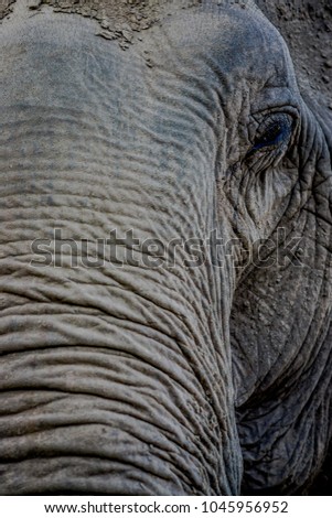 Portrait of selective focus of young elephant head with a blurred forest background, in Elephant jungle Sanctuary, in Chiang