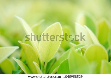 Closeup leaves view of green leaf in gerden. Picture use for natural greenery plants landscape, spa, soft, refreshing concept and blur focus.
