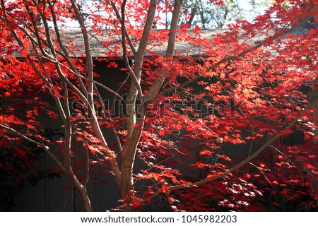 Beautiful red hues from Japanese Ornamental Maple, Calvert County, Maryland, USA